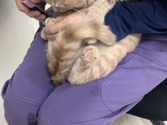 -萌兽医馆·绝育·24小时内科·宠物医院(德胜店)