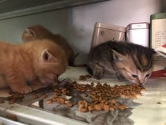 -上海市龙华烈士陵园