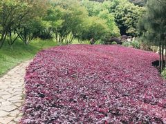 -铁山坪森林公园