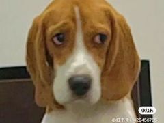-夯鱼烤鱼·尔滨地标美食(中央商场店)