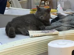 -COLOR PETS 撸猫馆·购猫·猫咖(长风大悦城店)