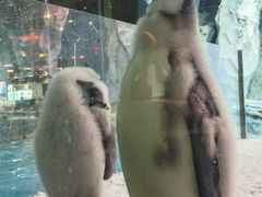 -帝企鹅自助餐厅•儿童岛•真企鹅(长隆企鹅酒店)