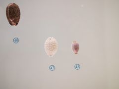 -青岛贝壳博物馆
