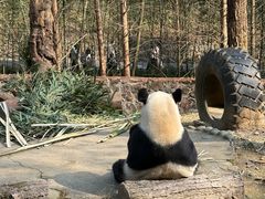 -都江堰中华大熊猫苑