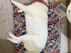 -柴迷FANS CLUB·柴犬狗咖·猫咖