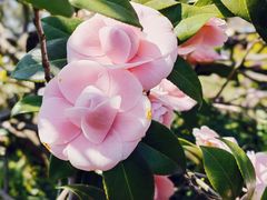 -浙江西子宾馆·瑶园咖啡厅