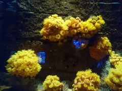 -悉尼海洋生物水族馆