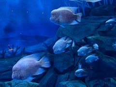 -上海海昌海洋公园