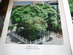 -菩提树下茶咖鼓捣