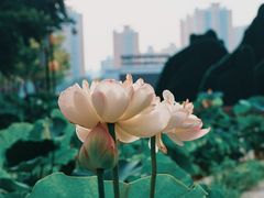 -莲花池公园