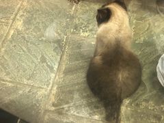 -猫咪博物馆(顶澳仔猫街店)