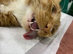 -佳雯宠物医院(金华南路分院)