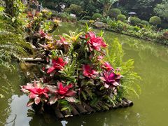 -深圳仙湖植物园
