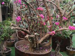 -呀路古热带植物园