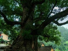 -杨家堂村