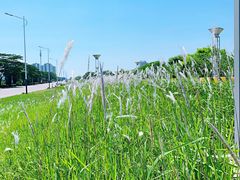 -王借岗森林公园