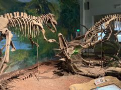 -自贡恐龙博物馆
