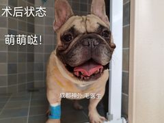 -谐和益家动物医院·免疫绝育·血液透析·宠保定点医院(高新伊藤分院)