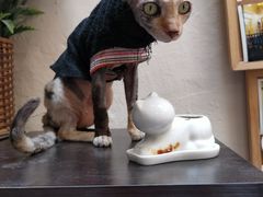 -猫色咖啡·猫咖