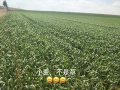 -希拉穆仁草原