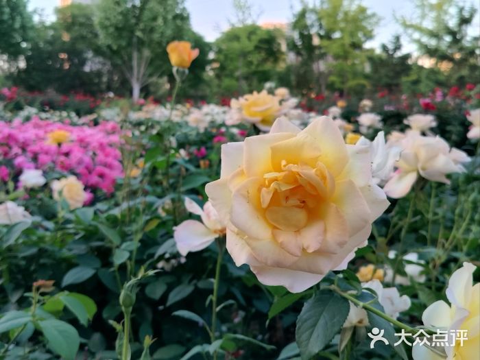坝河休闲公园图片