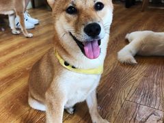 -柴犬高等学院·狗咖·柴犬售卖·宠物训练