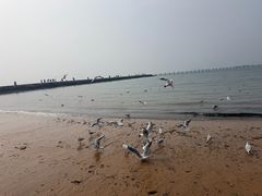 -青岛第二海水浴场