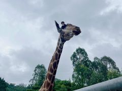 -泉州海丝野生动物世界