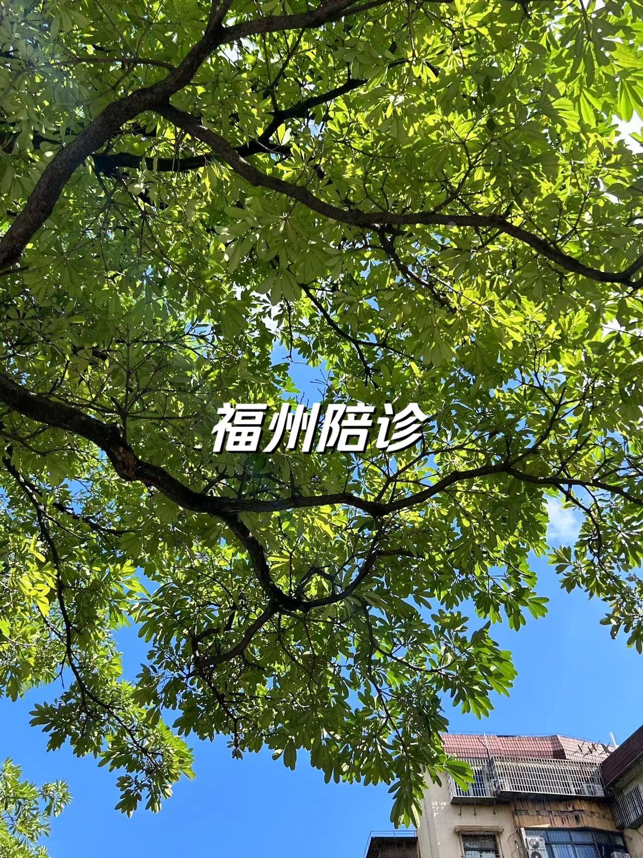 包含中日友好医院住院办理陪诊挂号初次就诊全程引路，流程全清楚的词条