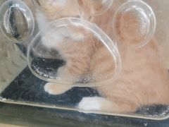 -宠颐生猫科·内科皮肤科(西平世纪城店)