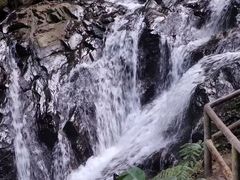 -莫里热带雨林景区