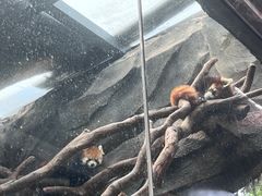 -武汉动物园