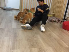 -柴迷FANS CLUB·柴犬狗咖·猫咖