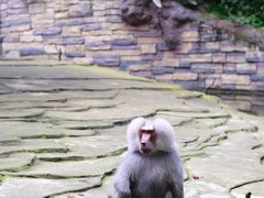 -贵州森林野生动物园