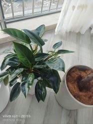 -HEYAN荷妍专业脱毛连锁机构
