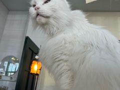 -猫小院猫主题餐厅(南锣旗舰店)