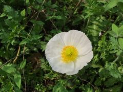 -西湖外事游船(花港观鱼码头)