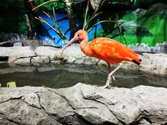 -海合安武汉极地海洋公园