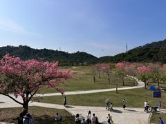 -风云岭森林公园