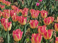 -廊坊文化艺术中心