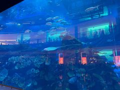 -迪拜水族馆及水下动物园