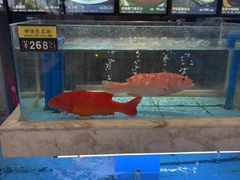 -莆鑫海鲜城(浏河店)