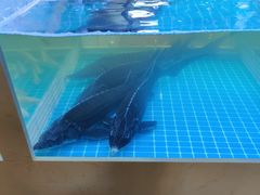 -石锅苗苗鱼(武汉首店)