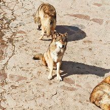 -西霞口神雕山野生动物世界