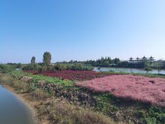 -泗洪洪泽湖湿地景区