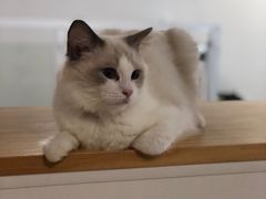 -李小姐の猫咖啡馆(五角场店)