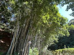 -天鹿湖森林公园