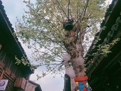 -紫阳古街