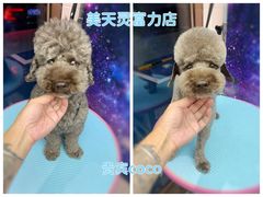 -FAELING PETS美天灵宠物(富力广场店)