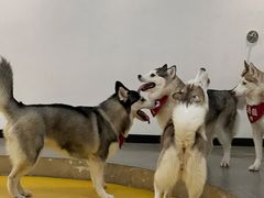 -Husky Go! 哈士奇体验馆·宠物咖啡厅狗咖